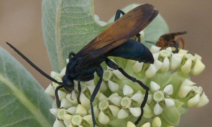 This Bug’s Sting Is so Bad, Experts Say You Should Just ‘Lie Down and Scream’