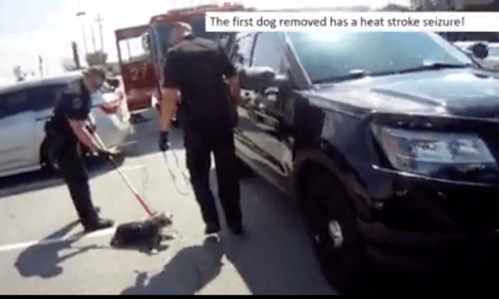 Police Release Footage of Dogs in Georgia Trapped in Sweltering Car