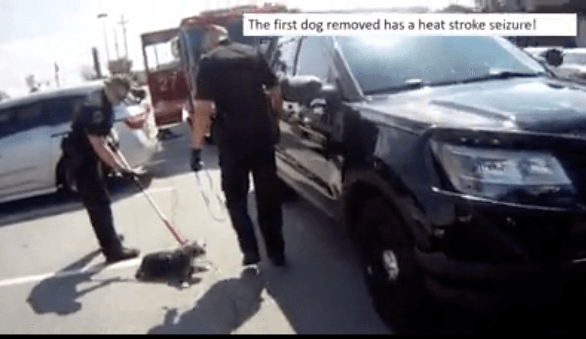 Police Release Footage of Dogs in Georgia Trapped in Sweltering Car