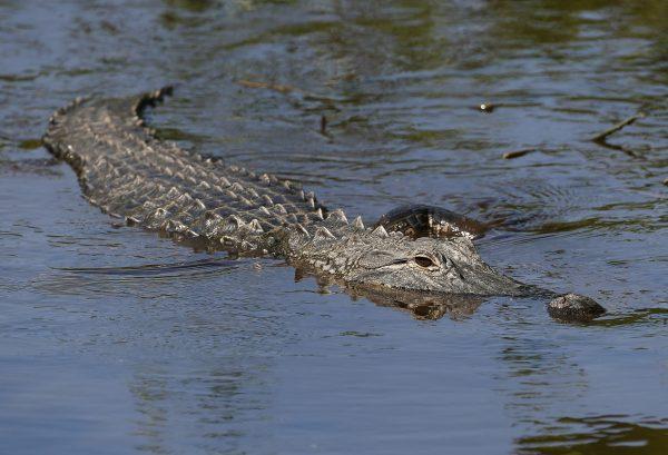 An alligator swims in the waters at Wakodahatchee Wetlands in Delray Beach, Florida, on 21 April 2016. (Rhona Wise/AFP/Getty Images)