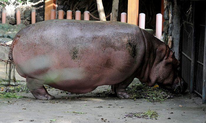 Oldest Hippo in the world dies at 65