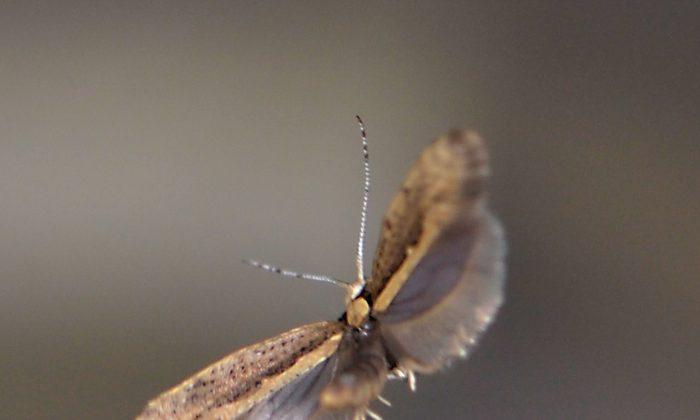 USDA Approves Release of GM Moths in New York