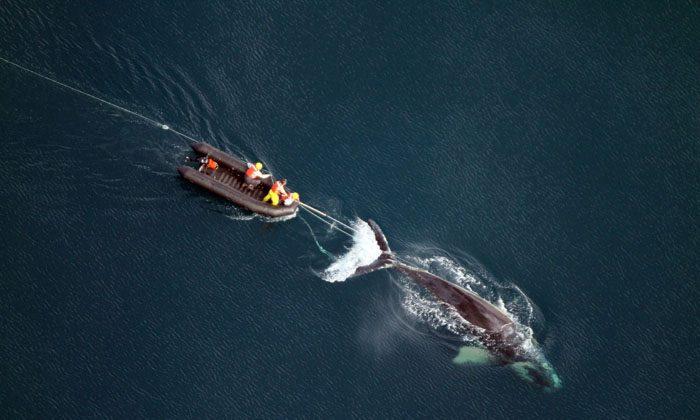 Killed Doing What He Loved–Whale Rescue Mission Ends in Tragedy