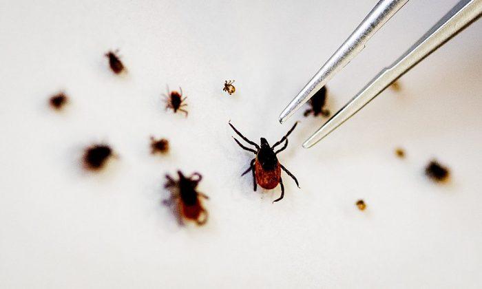 Woman Dies Within a Month of Tick Bite Carrying Extremely Rare Bourbon Virus