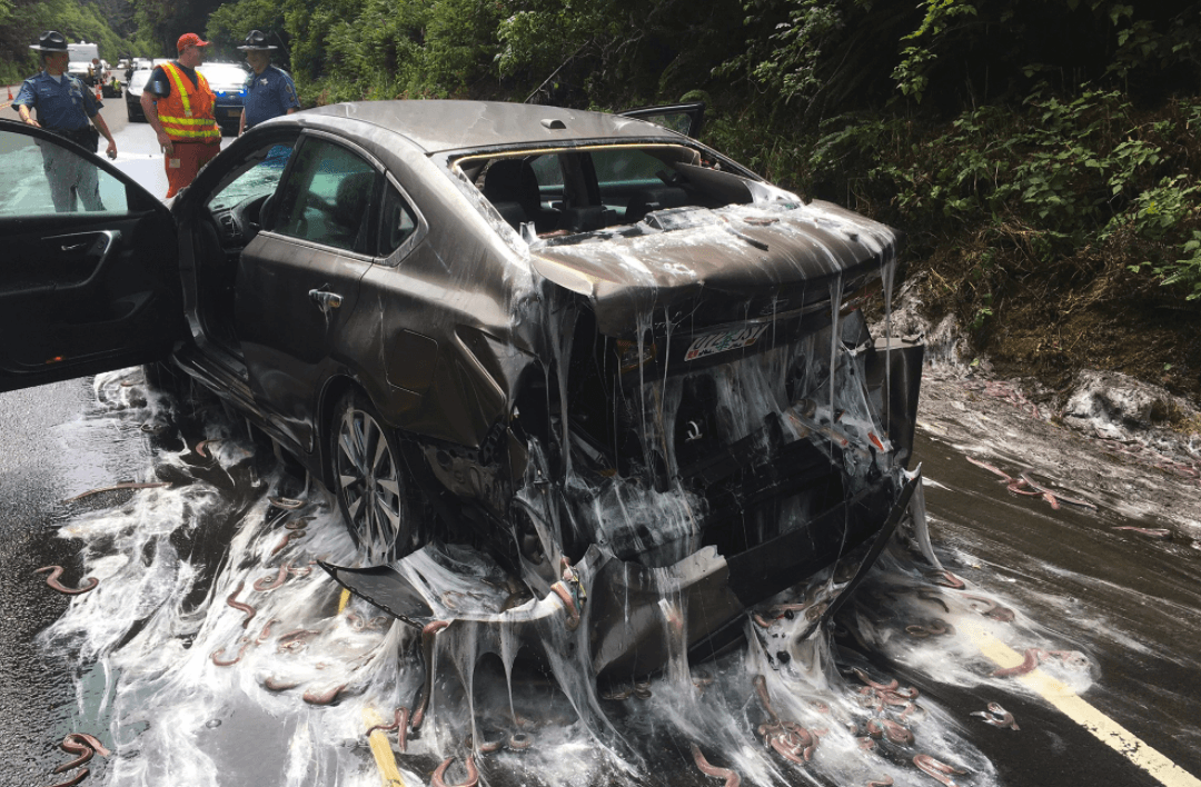 7,500 Pounds of Nightmarish Slime Eel Splatter Cars on Oregon Highway With Ooze