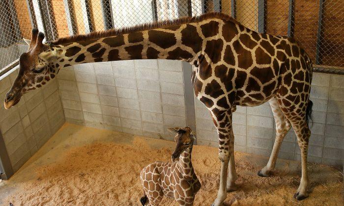 Julius the Baby Giraffe Dies at Maryland Zoo