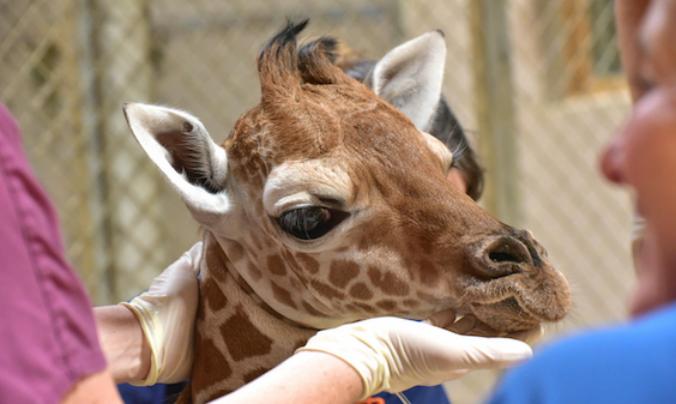 Baby Giraffe Euthanized After Monthlong Struggle at Maryland Zoo