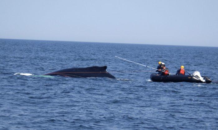 NOAA Lifts Temporary Suspension Just in Time to Rescue Whale Off Californian Coast
