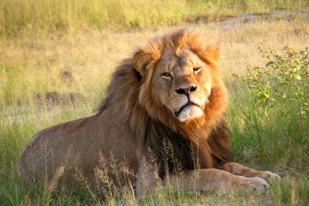 Cecil the Lion’s Son, Xanda, Killed by Hunter: Report