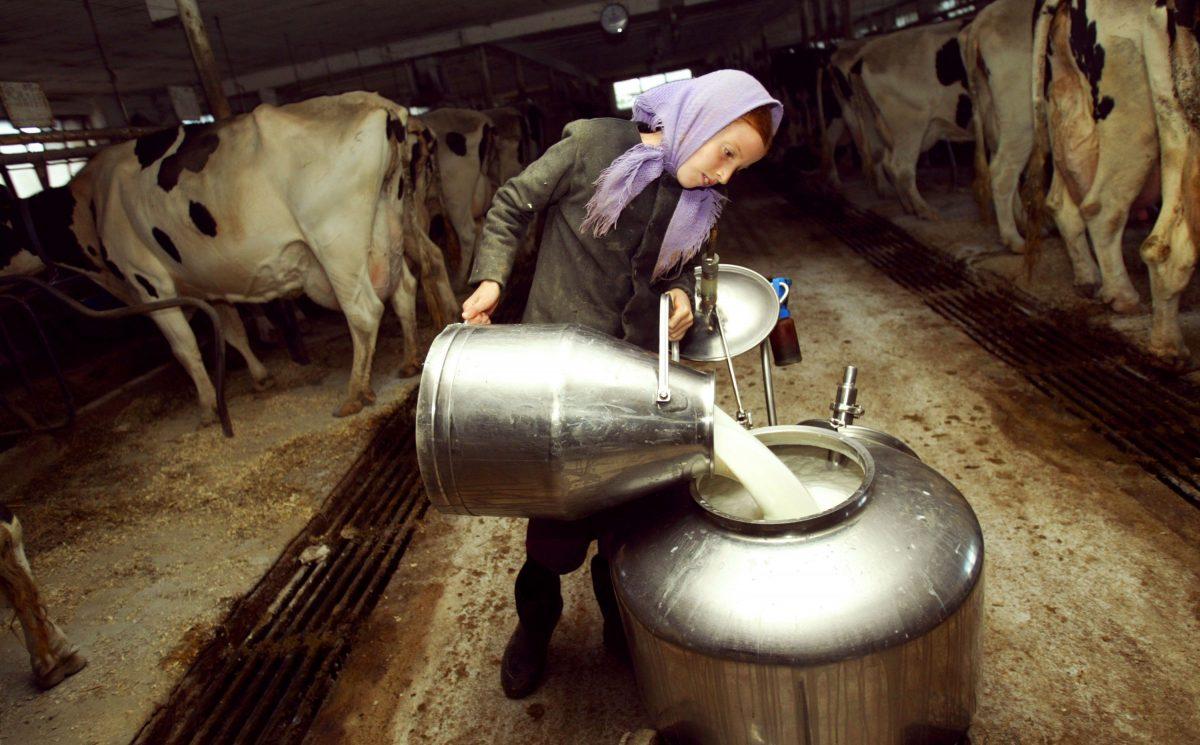 Amish girl Elizabeth Stoltzfus pours milk after a mass cow milking Oct. 22, 2003 in Wakefield, Pennsylvania. (Chris Hondros/Getty Images)