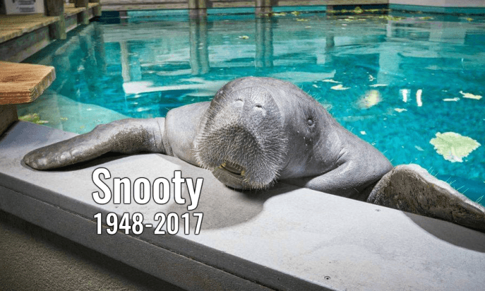 Snooty, World’s Oldest Known Manatee, Dies in ‘Heartbreaking Accident’