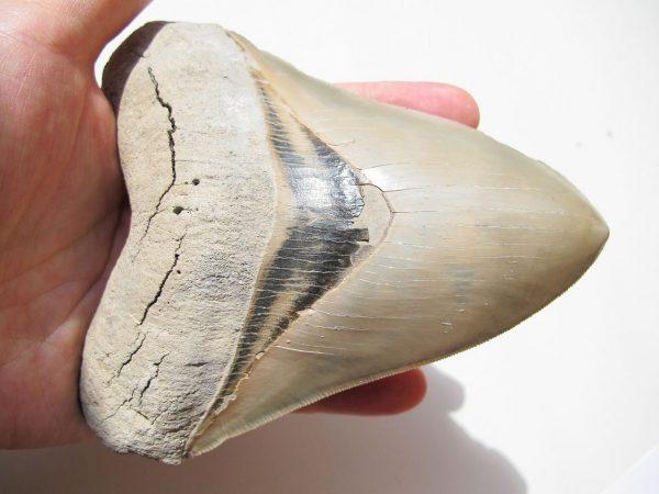 Megalogon tooth. (By Tomleetaiwan (Own work) [CC0], via Wikimedia Commons)