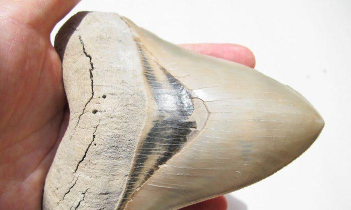 Boy Who Vowed He'd One Day Find a Giant Prehistoric Shark Tooth Finds One