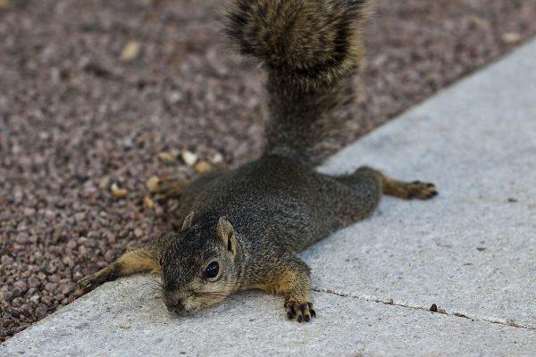 A squirrel lies on a patch of concrete during a hot day August 4, 2011 Houston, Texas. (Photo by Eric Kayne/Getty Images)