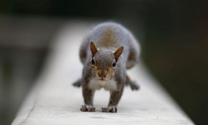 Aggressive Squirrel Terrorizes Brooklyn Park Visitors, Animal May Have Rabies