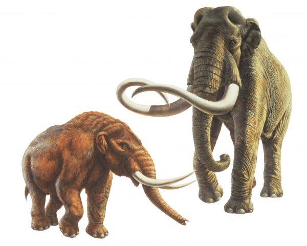 Illustration of a mastodon (left) and an adult mammoth (right)<br/>(Courtesy of the Natural History Museum of Los Angeles County)