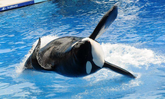 Last Captive-Bred SeaWorld Orca Dies