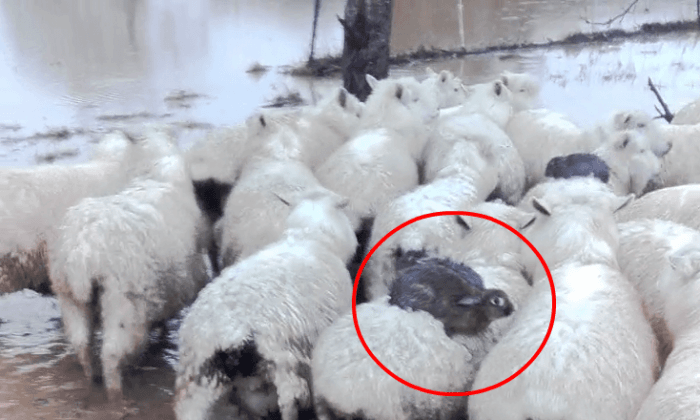 Rabbits Ride Sheep to Escape Flood in New Zealand