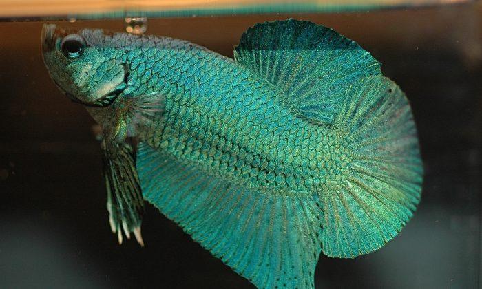 Man to Spend 120 Days Behind Bars After Altercation During Which Pet Fish Was Killed