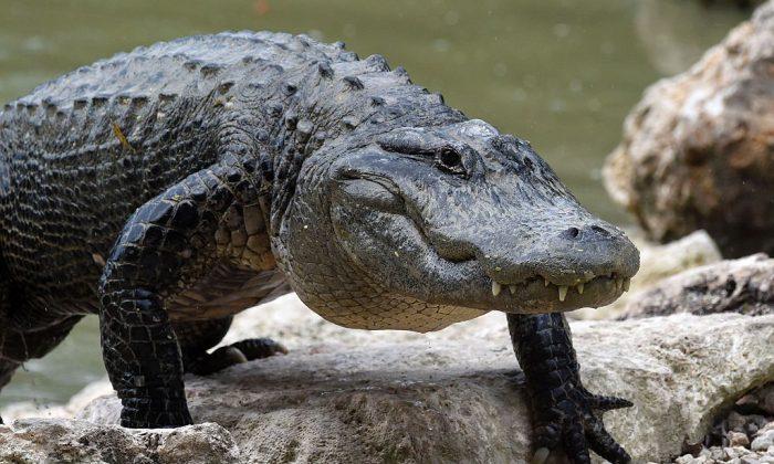 Gator Attacks Homeless Man Taking Bath in Pond, Chomps Off His Toes