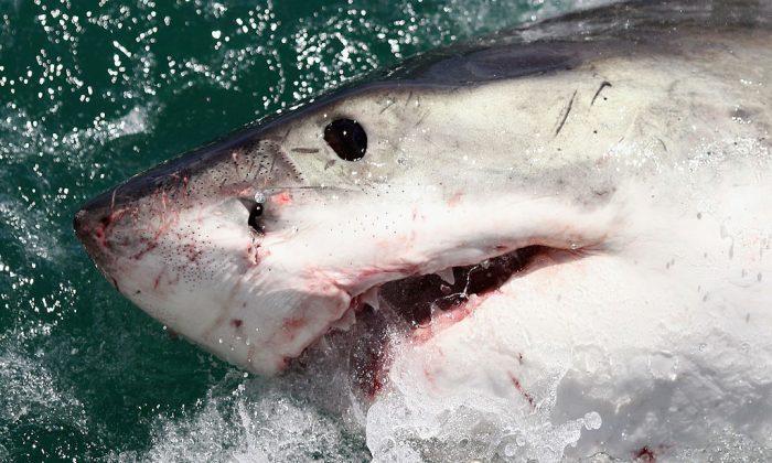 12-Foot-Long Shark Pinged in Gulf on New Year’s After Long Journey