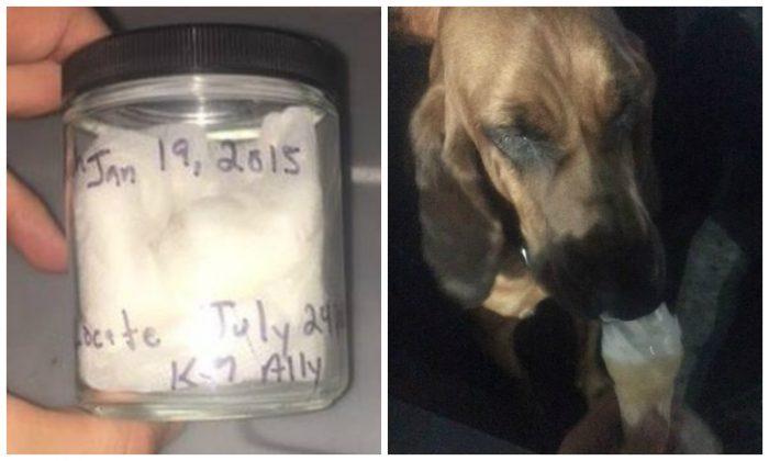 Dog Finds Missing Florida Woman Using Scent She Bottled in 2015