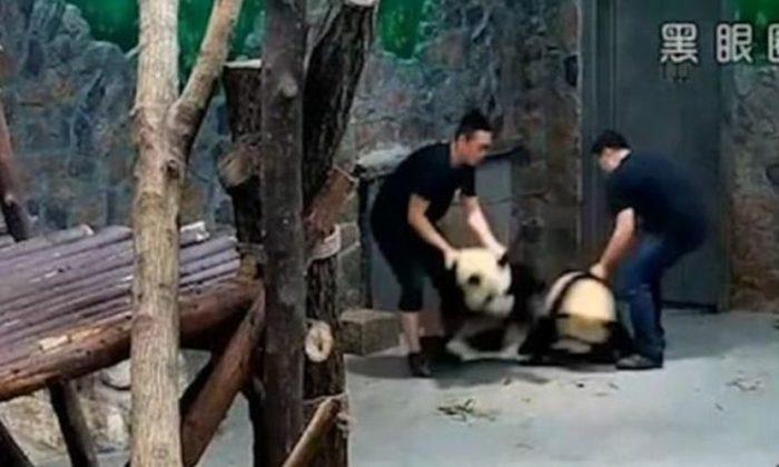 ‘Panda Abuse’ Video Goes Viral in China