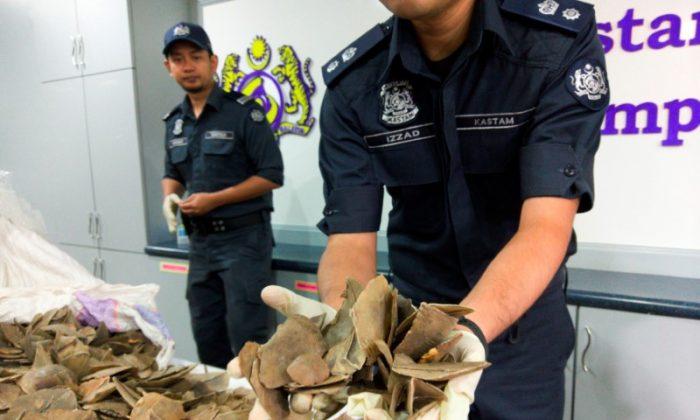 Malaysia Seizes Nearly $1 Million in Trafficked Wildlife at Airport
