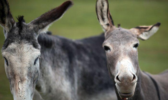Smugglers Try to Use Donkeys to Drag Mercedes-Benz Across Border