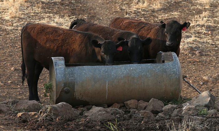 Missing California Woman Survives on Bugs, Dirty Cattle Water