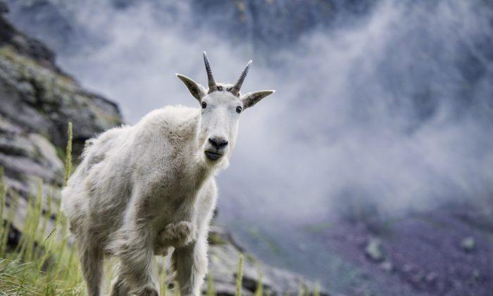 Delicate Balancing Act as National Park Decides Fate of Aggressive Mountain Goats