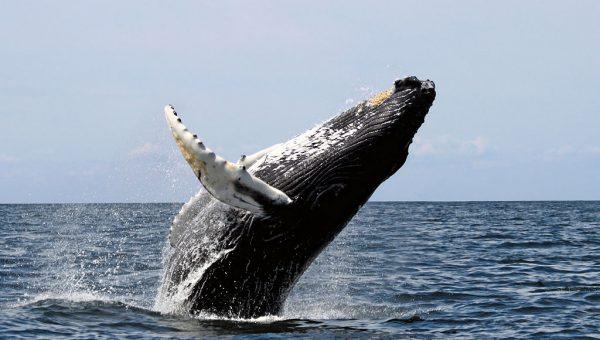 Humpback whale. (By Whit Welles Wwelles14 [GFDL (http://www.gnu.org/copyleft/fdl.html) via Wikimedia Commons)