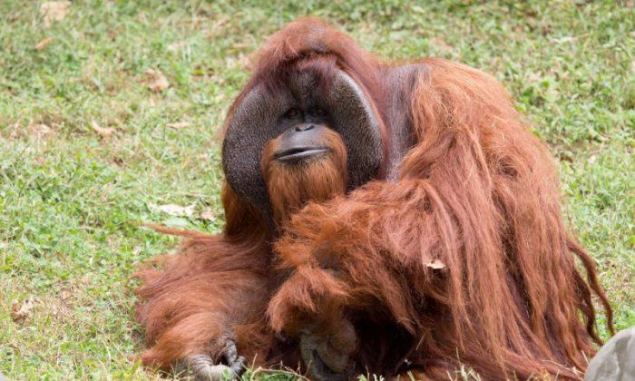 US Orangutan Chantek, ‘The Ape Who Went to College,’ Dies at 39