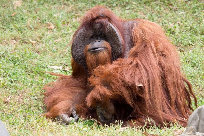 Zoo Atlanta photo shows Chantek the orangutan after the passing of the male orangutan who was among the first apes to learn sign language, in this photo released on social media in Atlanta, Georgia, U.S., August 7, 2017. (Courtesy Zoo Atlanta/Handout via REUTERS)