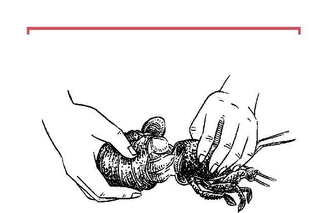 ‘How to Eat a Lobster’: A Crash Course in Gastronomy