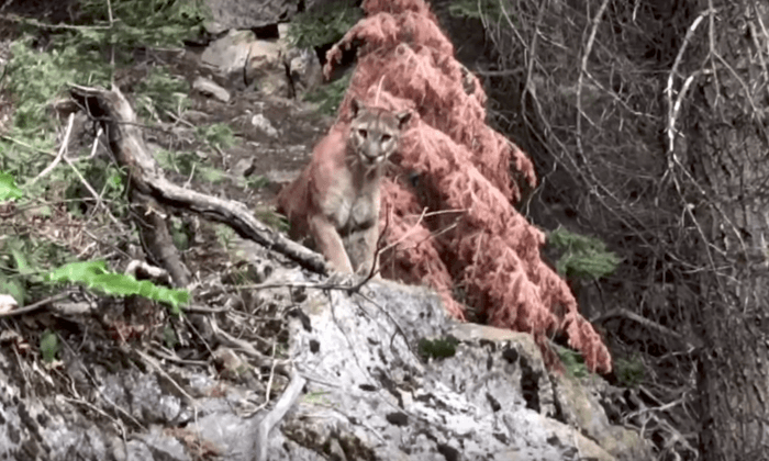 Hiking Duo Comes Eye-to-Eye With Cougar Overhead Within Pouncing Distance
