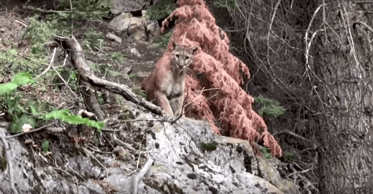 Hiking Duo Comes Eye-to-Eye With Cougar Overhead Within Pouncing Distance