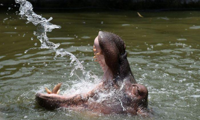 75-Year-Old Woman Dies in Son’s Arms After Hippo Attack