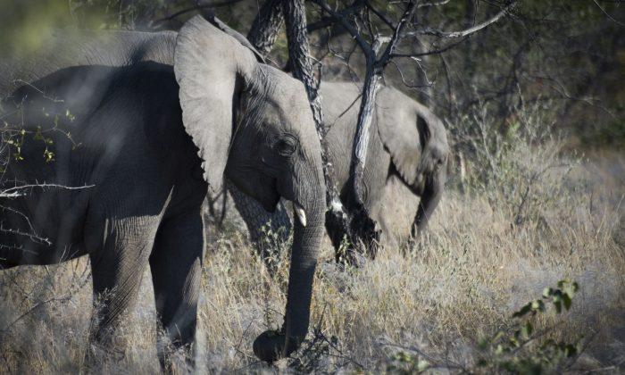 Hunter Trampled to Death by Elephant He Was Trying to Shoot
