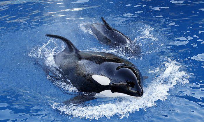 SeaWorld Euthanizes 42-Year-Old Matriarch Orca Dying From Lung Disease