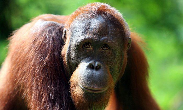 Burn Victim Touched by Orangutan’s Concerned Inspection of Her Scars