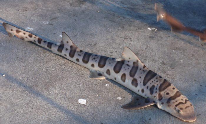 Brain-Eating Parasites Responsible for Record Number of Leopard Shark Deaths?