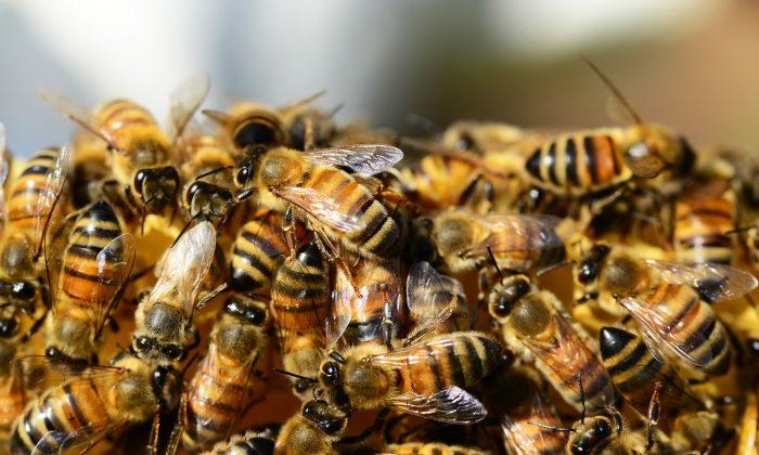 Dozens Attacked, Hospitalized, After Student Knocks Down Bee Hive