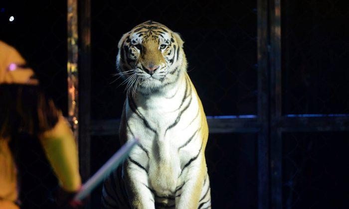 ‘Exhausted’ Tiger Pushed to Breaking Point by Chinese Circus, Attacks Trainer