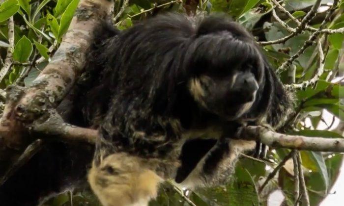 Rare Monkey Rediscovered After 80 Years in Remote Amazonian Region