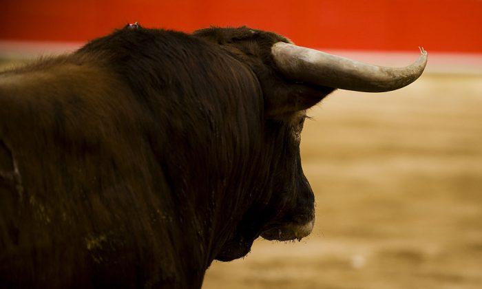Activist Trying to Protest Bullfight Gets Gored by Bull