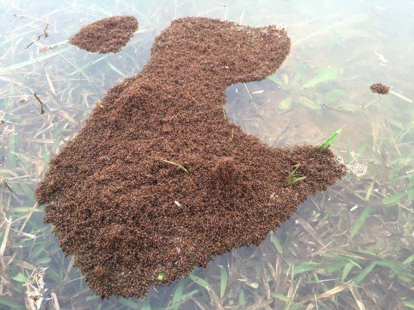 An island of floating fire ants. (TheCoz [CC BY-SA 4.0 (http://creativecommons.org/licenses/by-sa/4.0)], via Wikimedia Commons)