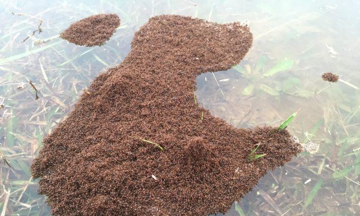Thousands of Fire Ants Found Floating in Houston Floodwaters