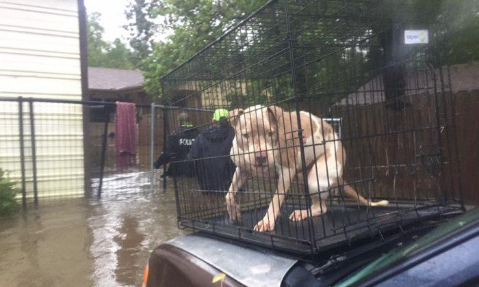 31 Dogs Rescued From Texas Kennel, Police Claim the Owner Left Them Behind
