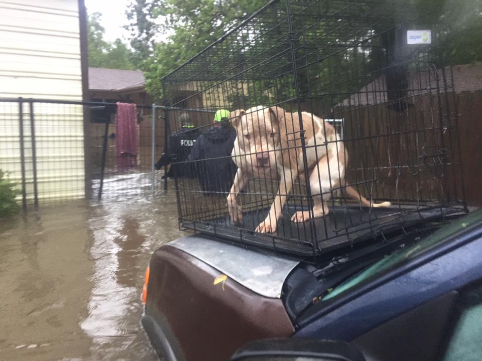 31 Dogs Rescued From Texas Kennel, Police Claim the Owner Left Them Behind